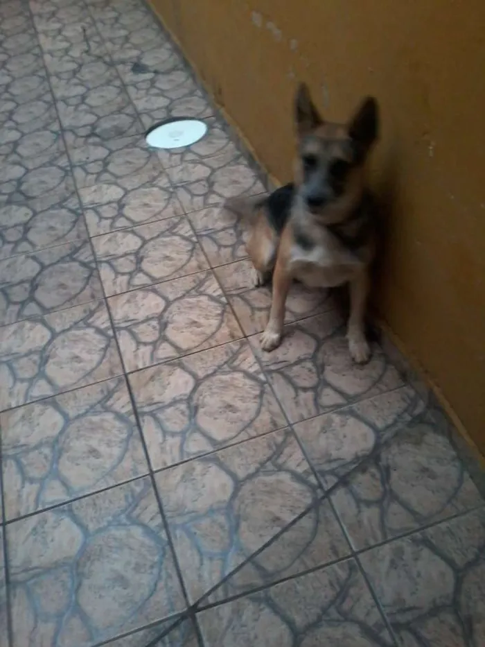Cachorro ra a vira lata idade 1 ano nome Thor