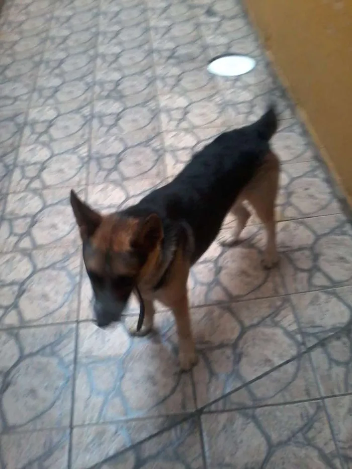 Cachorro ra a vira lata idade 1 ano nome Thor