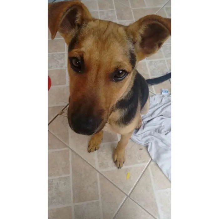 Cachorro raça Não definida  idade 2 a 6 meses nome Harry 