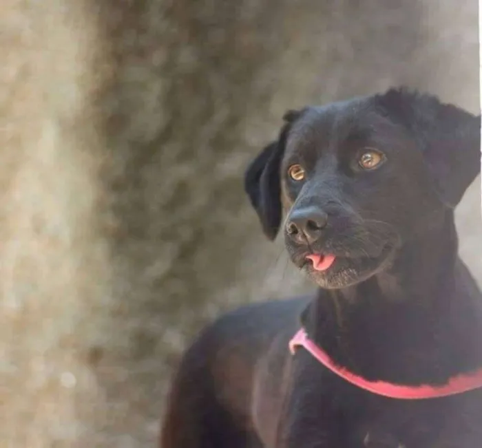 Cachorro ra a srd idade 1 ano nome pretinha