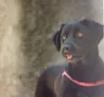 pretinha