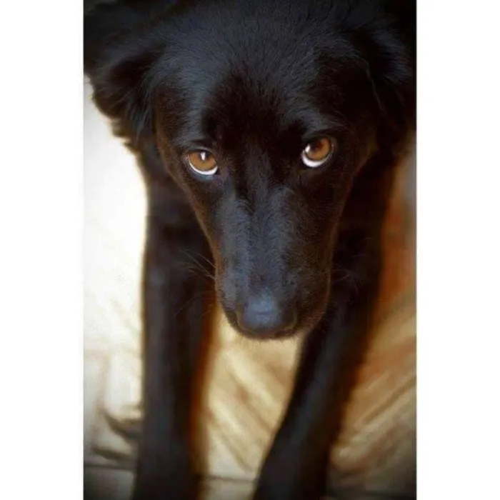 Cachorro ra a srd idade 1 ano nome pretinha
