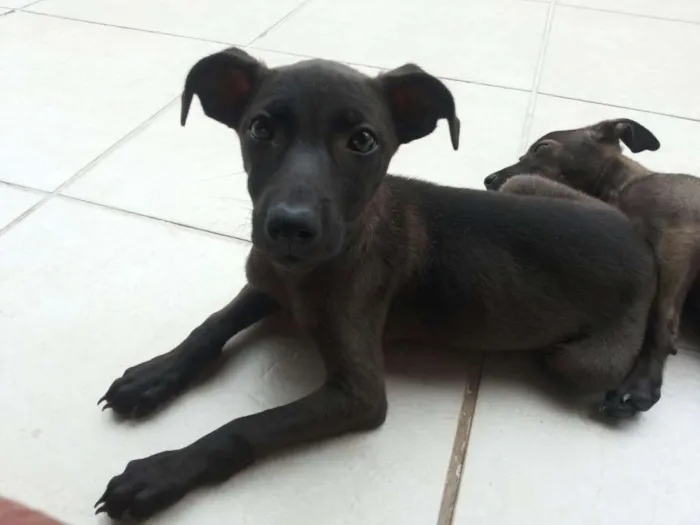 Cachorro ra a srd idade 2 a 6 meses nome Feijoada