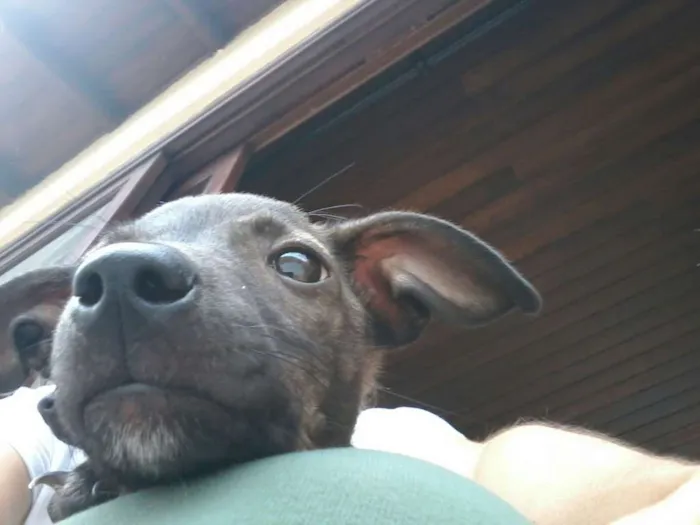 Cachorro ra a srd idade 2 a 6 meses nome Alegria