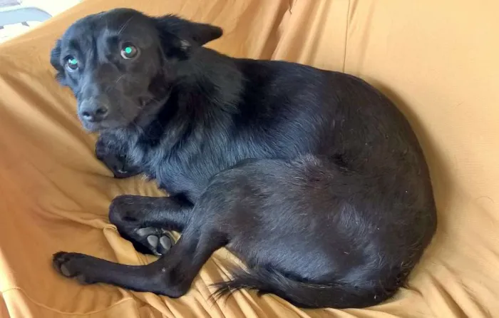 Cachorro ra a srd idade 2 anos nome  Julieta