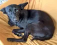 Julieta