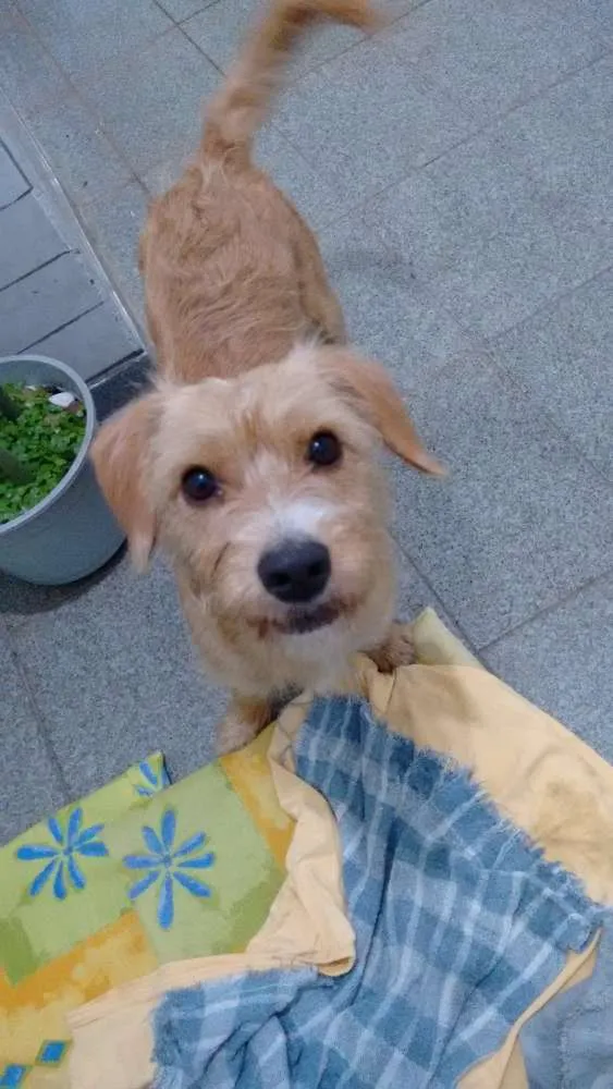 Cachorro ra a SRD idade 7 a 11 meses nome Mel