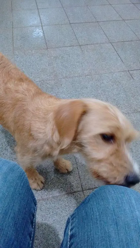 Cachorro ra a SRD idade 7 a 11 meses nome Mel