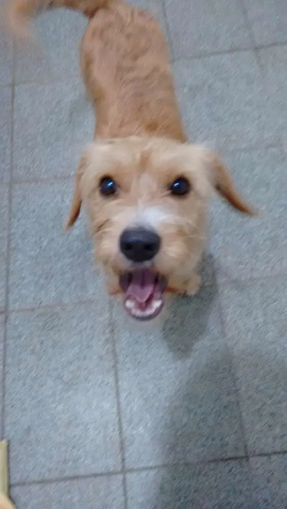 Cachorro ra a SRD idade 7 a 11 meses nome Mel