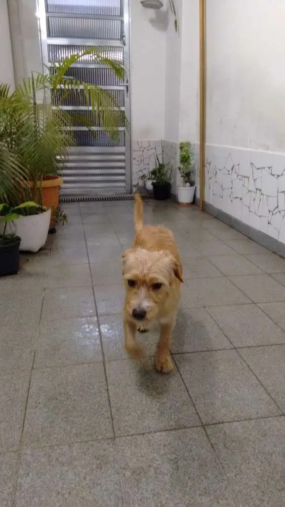 Cachorro ra a SRD idade 7 a 11 meses nome Mel