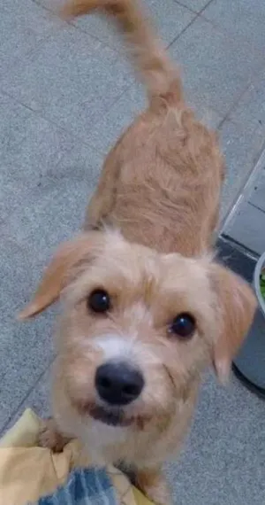 Cachorro raça SRD idade 7 a 11 meses nome Mel