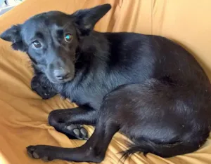 Cachorro raça srd idade 2 anos nome  Julieta