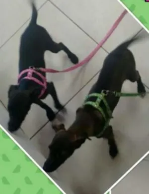 Cachorro raça srd idade 2 a 6 meses nome Alegria
