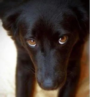 Cachorro raça srd idade 1 ano nome pretinha