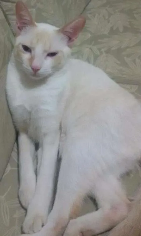 Gato ra a Sem raça idade 1 ano nome Filipe