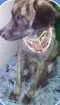 Cachorro raça Vira lata idade  nome Guri