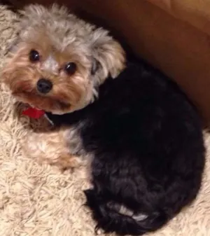 Cachorro raça Yorkshire idade 1 ano nome Lolly