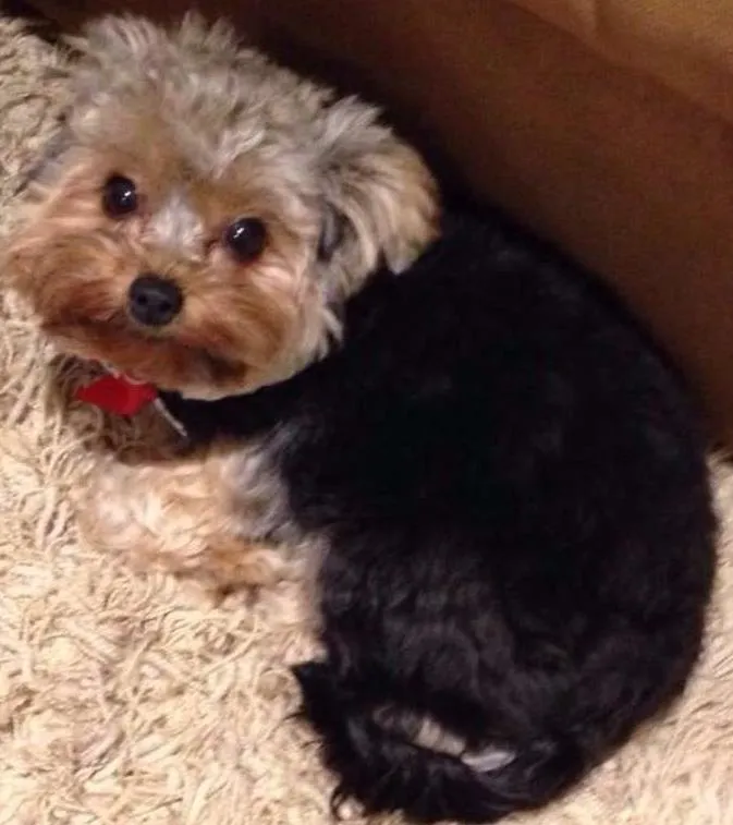 Cachorro ra a Yorkshire idade 1 ano nome Lolly