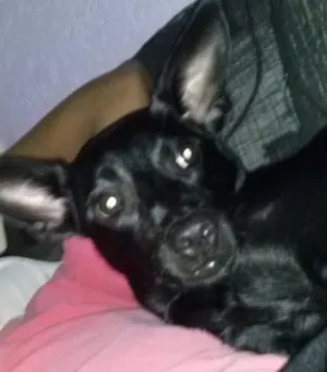 Cachorro raça Sem raça definida idade 7 a 11 meses nome Nina