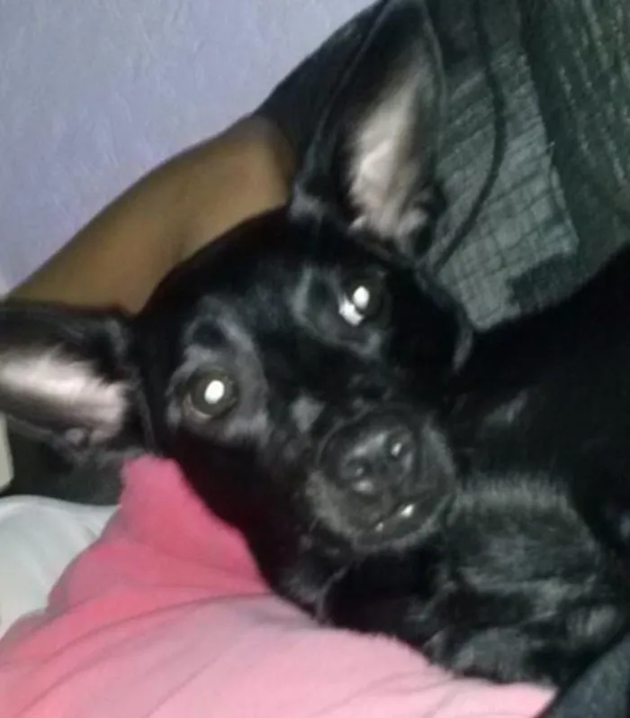 Cachorro ra a Sem raça definida idade 7 a 11 meses nome Nina