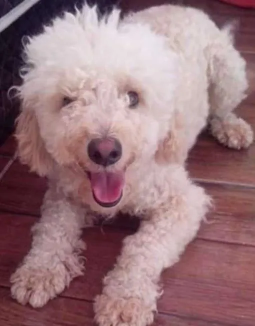 Cachorro ra a Poodle idade 1 ano nome Jack