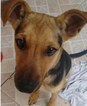 Cachorro raça Não definida  idade 2 a 6 meses nome Harry 