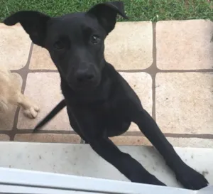 Cachorro raça Viralata  idade 7 a 11 meses nome Flor