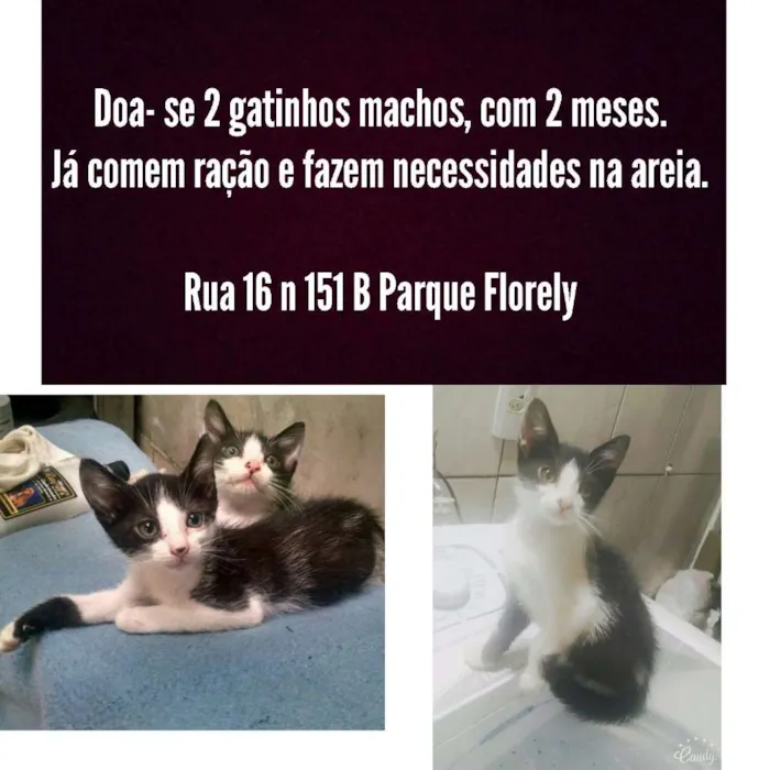 Gato ra a Vira-lata idade 2 a 6 meses nome Frajola