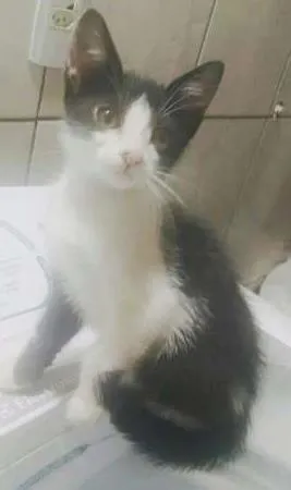 Gato raça Vira-lata idade 2 a 6 meses nome Frajola