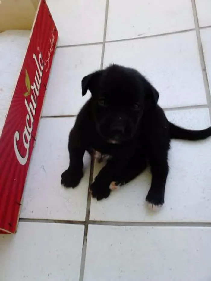 Cachorro ra a indefinida idade 2 a 6 meses nome sem nome
