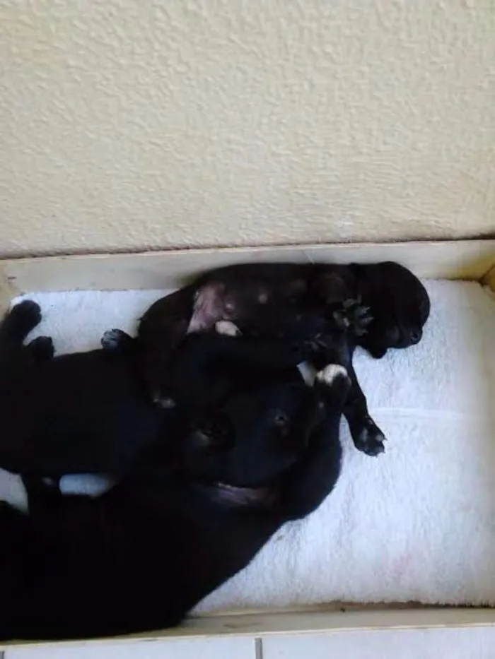 Cachorro ra a indefinida idade 2 a 6 meses nome sem nome