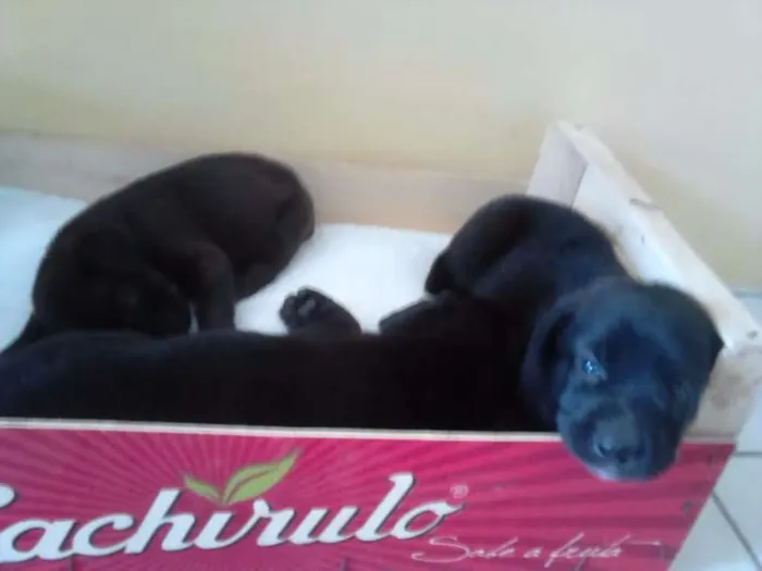 Cachorro ra a indefinida idade 2 a 6 meses nome sem nome