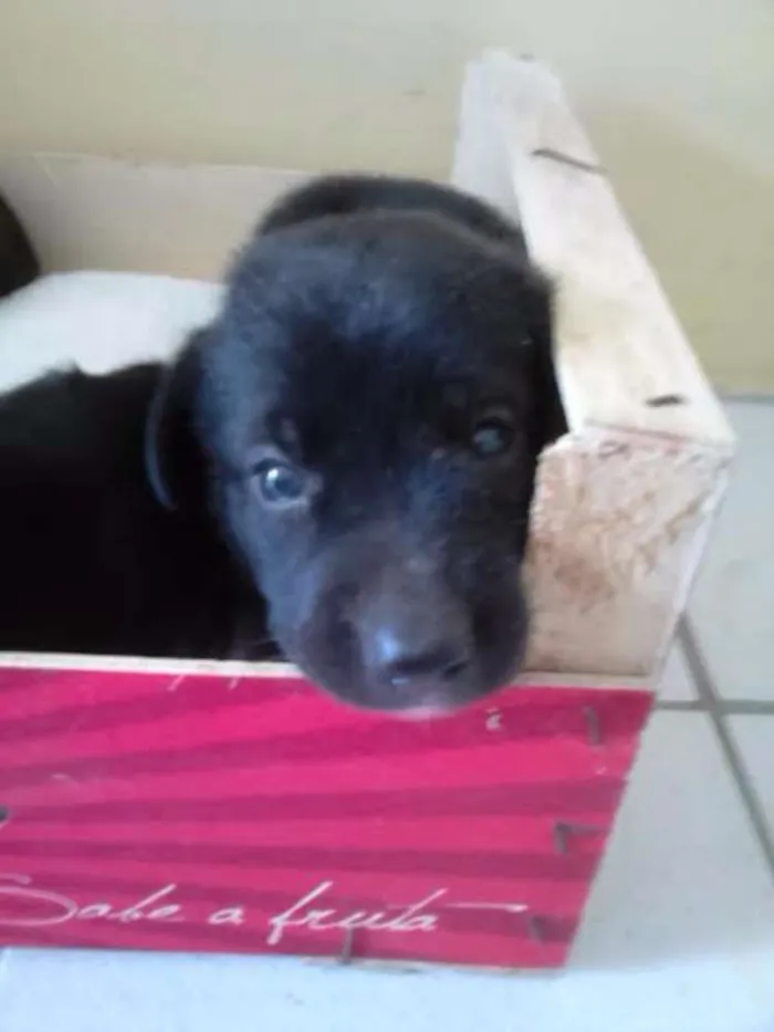 Cachorro ra a indefinida idade 2 a 6 meses nome sem nome