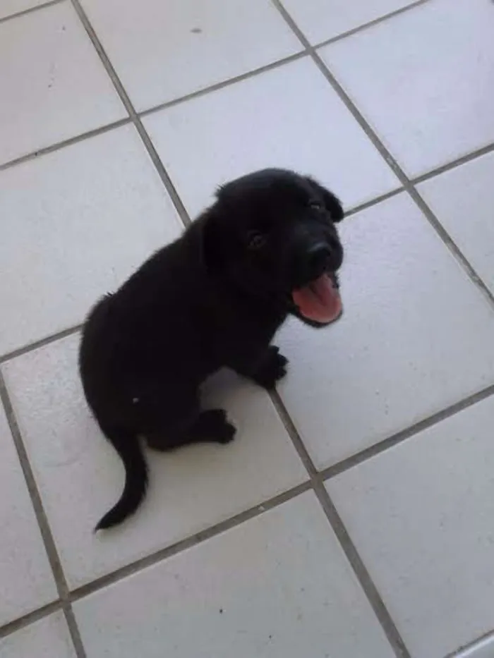 Cachorro ra a indefinida idade 2 a 6 meses nome sem nome
