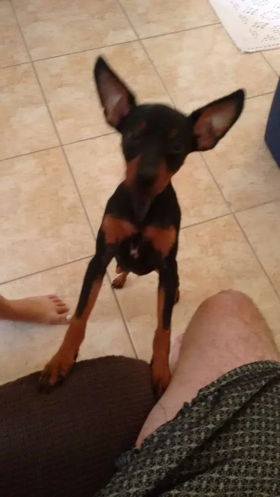 Cachorro ra a Raça Cruzada idade 7 a 11 meses nome Moska