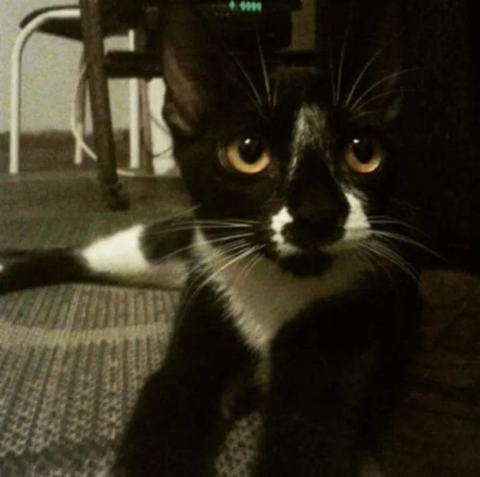 Gato raça mistura idade 1 ano nome Valentina