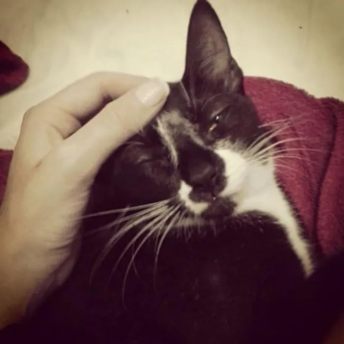 Gato raça mistura idade 1 ano nome Valentina