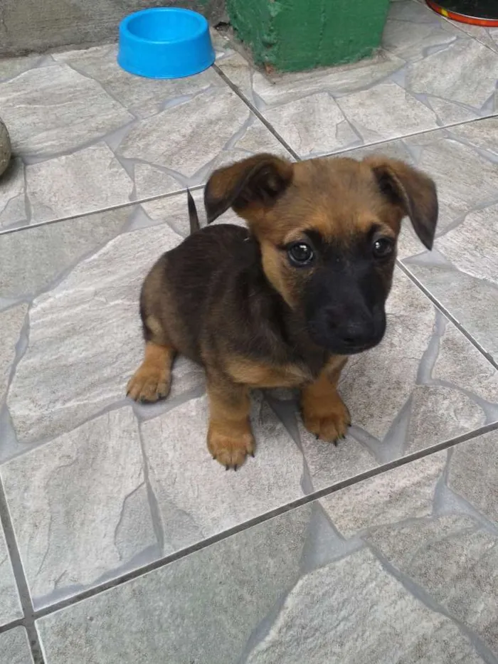 Cachorro raça vira lata idade 2 a 6 meses nome sem nome