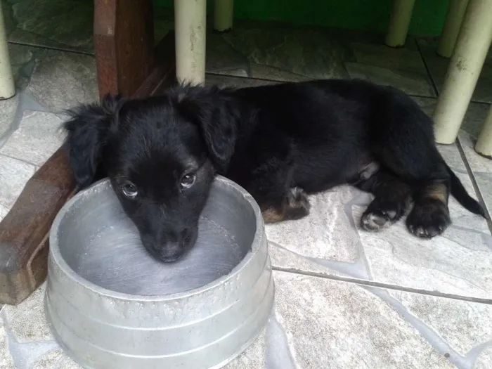 Cachorro raça vira lata idade 2 a 6 meses nome sem nome