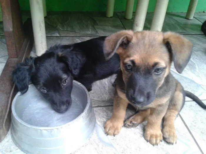 Cachorro raça vira lata idade 2 a 6 meses nome sem nome