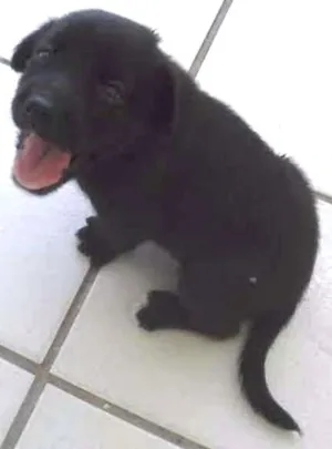 Cachorro raça indefinida idade 2 a 6 meses nome sem nome