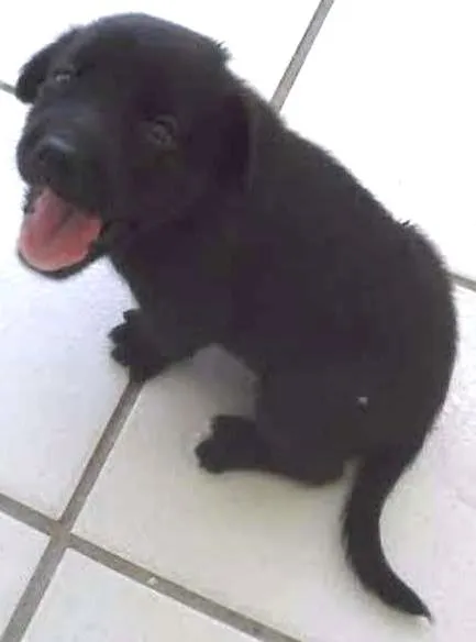 Cachorro ra a indefinida idade 2 a 6 meses nome sem nome