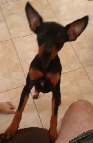 Cachorro raça Raça Cruzada idade 7 a 11 meses nome Moska