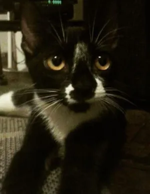 Gato raça mistura idade 1 ano nome Valentina