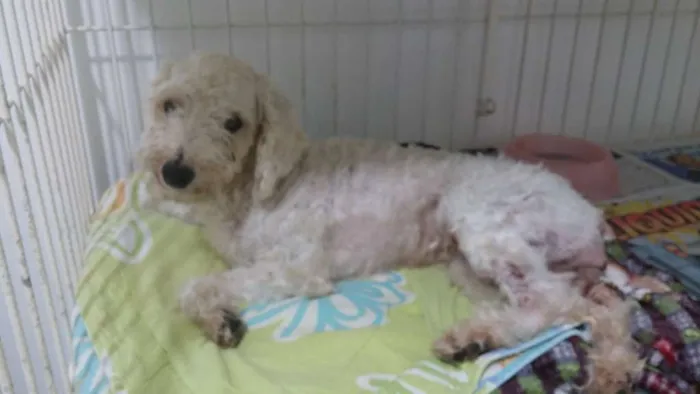 Cachorro ra a Poodle idade  nome Lili