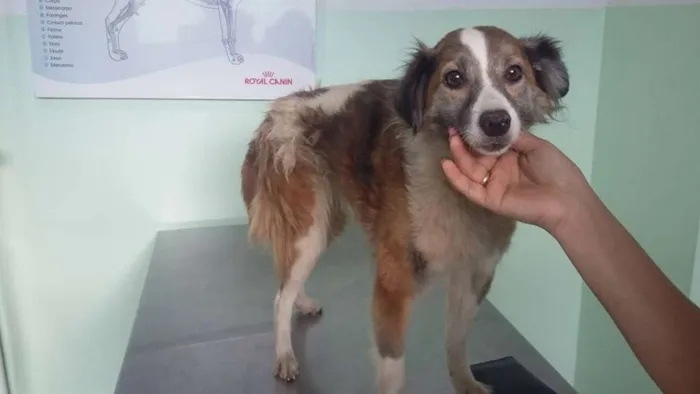 Cachorro raça SRD idade 1 ano nome Aika
