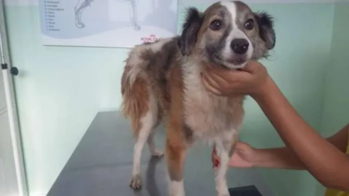 Cachorro raça SRD idade 1 ano nome Aika