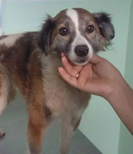 Cachorro raça SRD idade 1 ano nome Aika