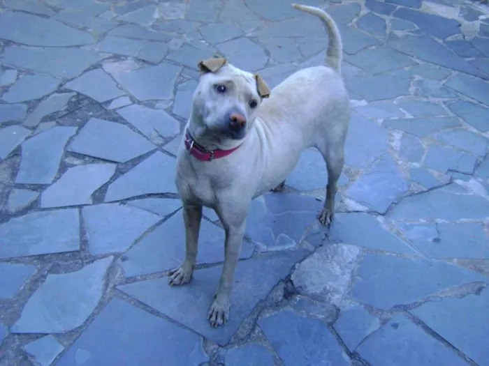 Cachorro raça Mestiça de Sharpei idade 5 anos nome Mel