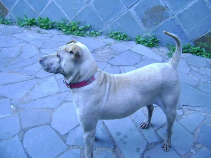 Cachorro raça Mestiça de Sharpei idade 5 anos nome Mel